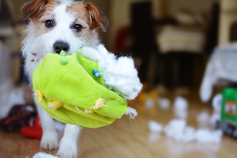 Why Do Dogs Shake Their Toys? 2 Likely Reasons
