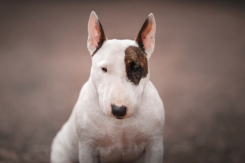 How to Train a Bull Terrier: 10 Expert Tips