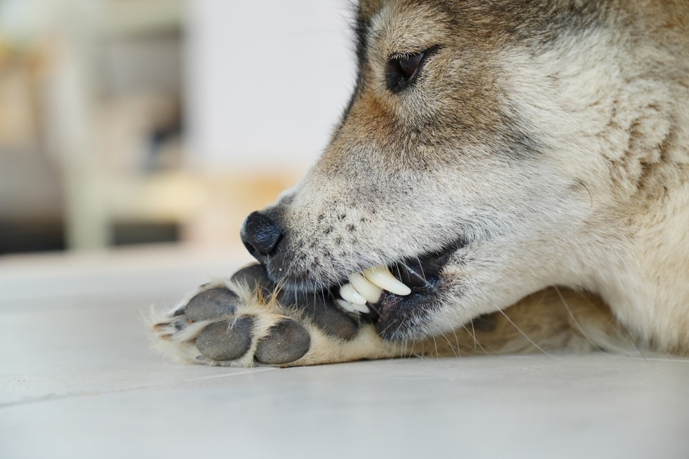 Why Does My Dog Chew His Paws? 6 Possible Reasons (Vet Answer)