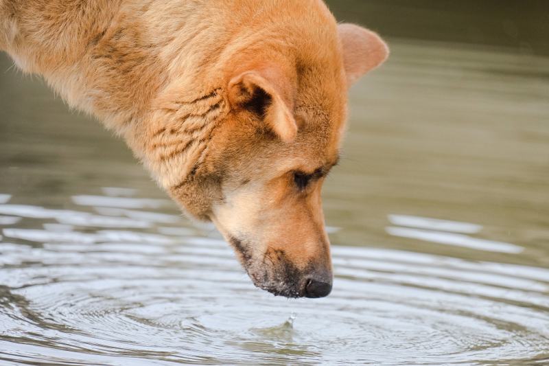 Can Dogs Smell Water? What Science Tells Us