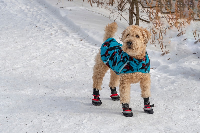 What Temperature Is Too Cold to Walk My Dog? Vet-Reviewed Facts & FAQ