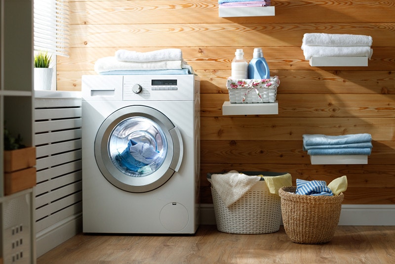 Does a Dryer Kill Fleas? Vet-Approved Facts & FAQ