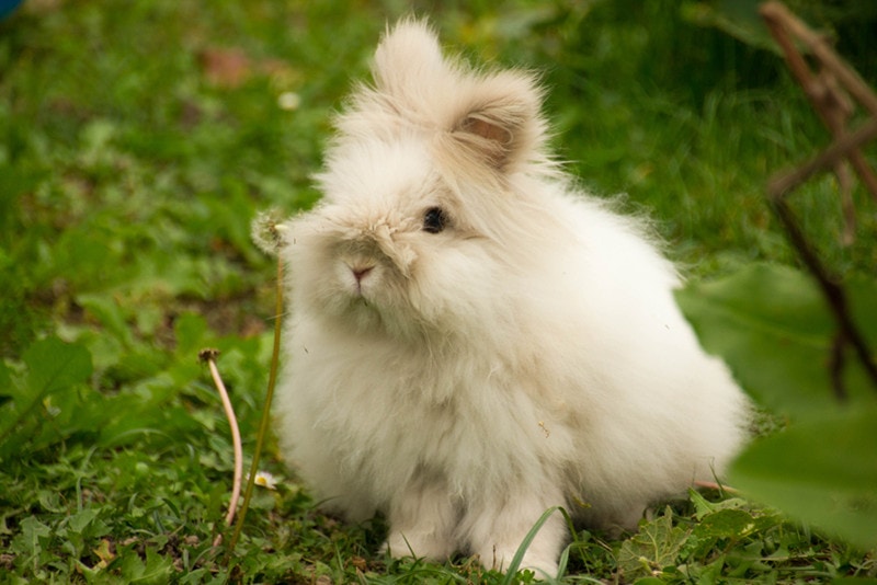 Dwarf Angora Rabbit: Pictures, Care Guide, Lifespan & Traits