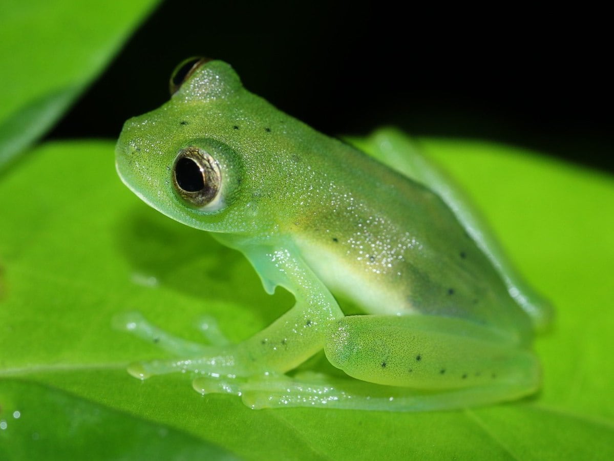 12 Glass Frog Facts (With Pictures)