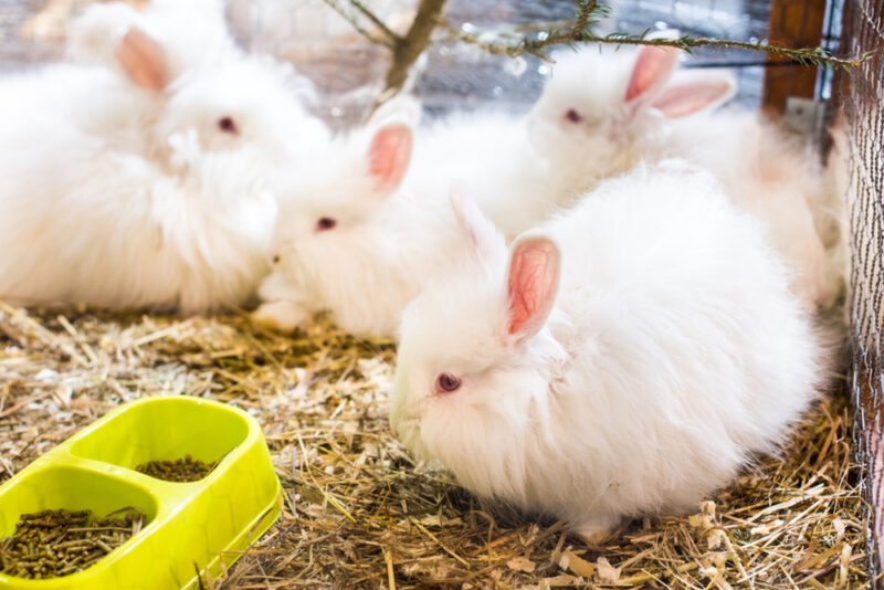 French Angora Rabbit: Pictures, Care Guide, Lifespan & Traits