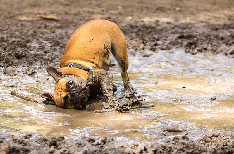 Why Do Dogs Like Mud? Canine Behavior Explained