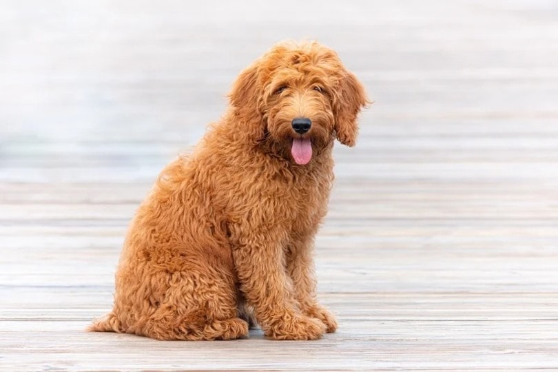 Are Goldendoodles Hypoallergenic? Vet Approved Facts & Tips