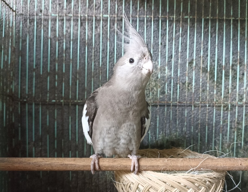 Silver Cockatiel: Pictures, Facts & History