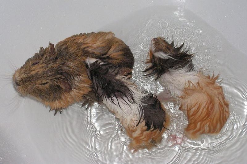 Can Guinea Pigs Swim? Facts & FAQ