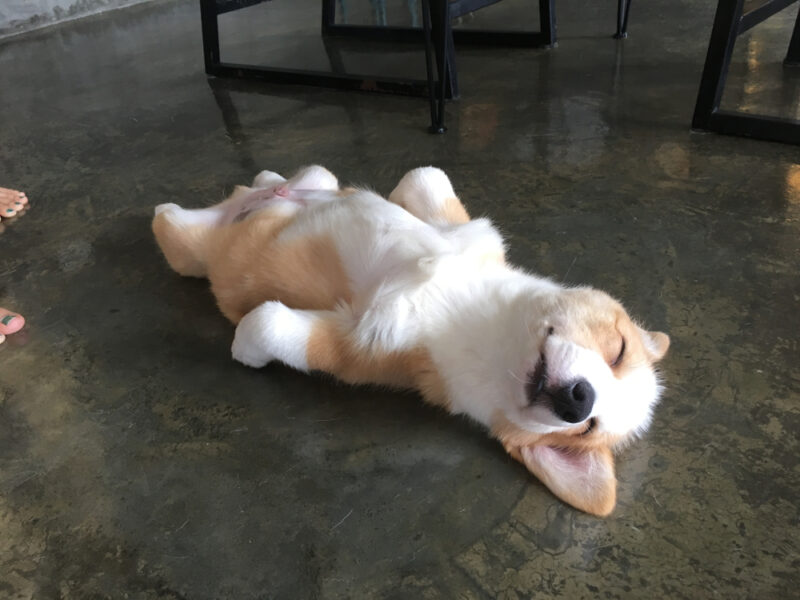 Why is My Puppy Sleeping So Much? 6 Vet-Reviewed Reasons