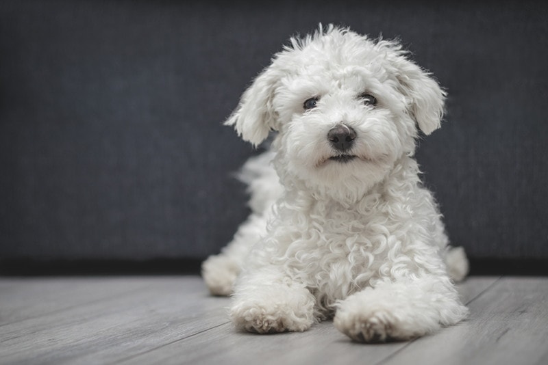 8 Dogs Similar to Bichon Frises (With Pictures)