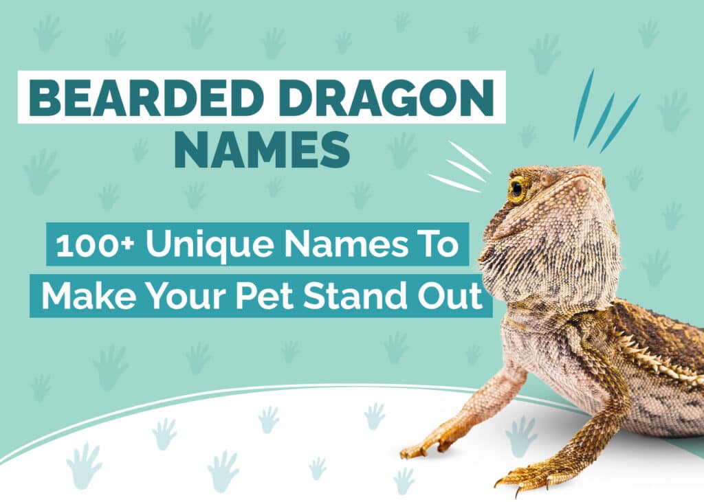 100+ Unique Names for Bearded Dragons To Make Your Pet Stand Out