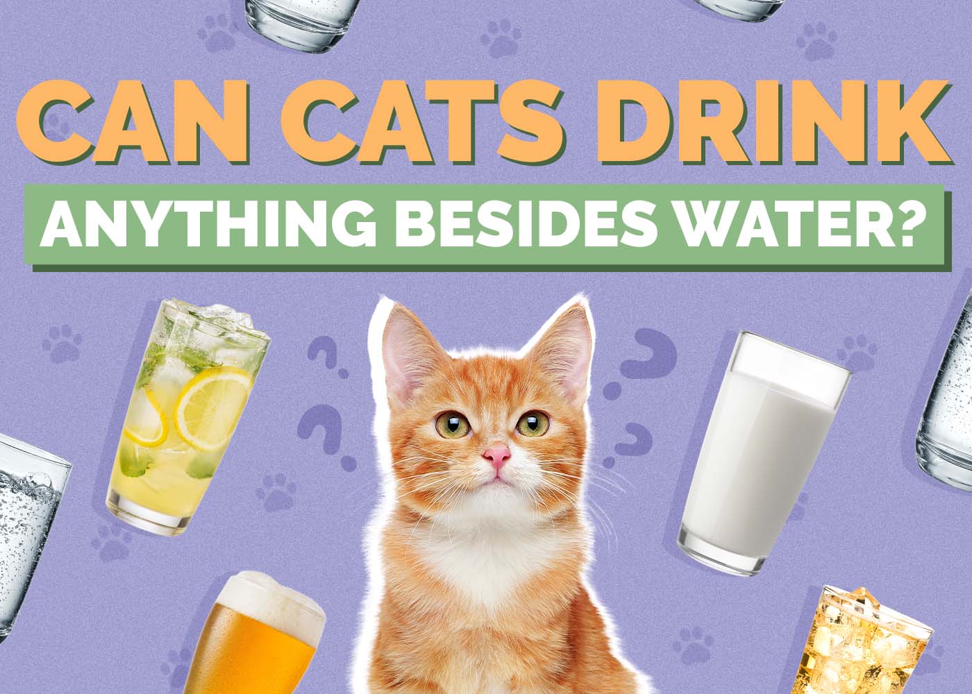 Can a Cat Drink Anything Besides Water? 4 Safe Alternatives