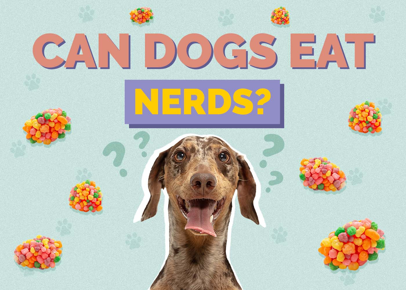 Can Dogs Eat Nerds? Vet Reviewed Facts & FAQ