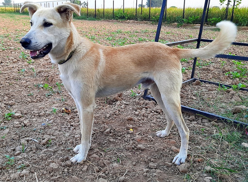 Indian Pariah Dog: Info, Pictures, Facts & Traits
