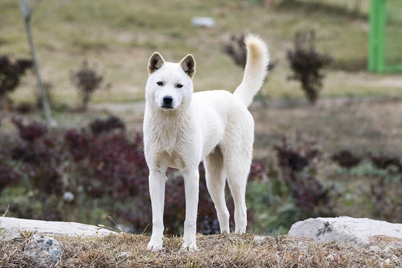 Are Jindos Hypoallergenic? Vet Reviewed Facts & FAQ