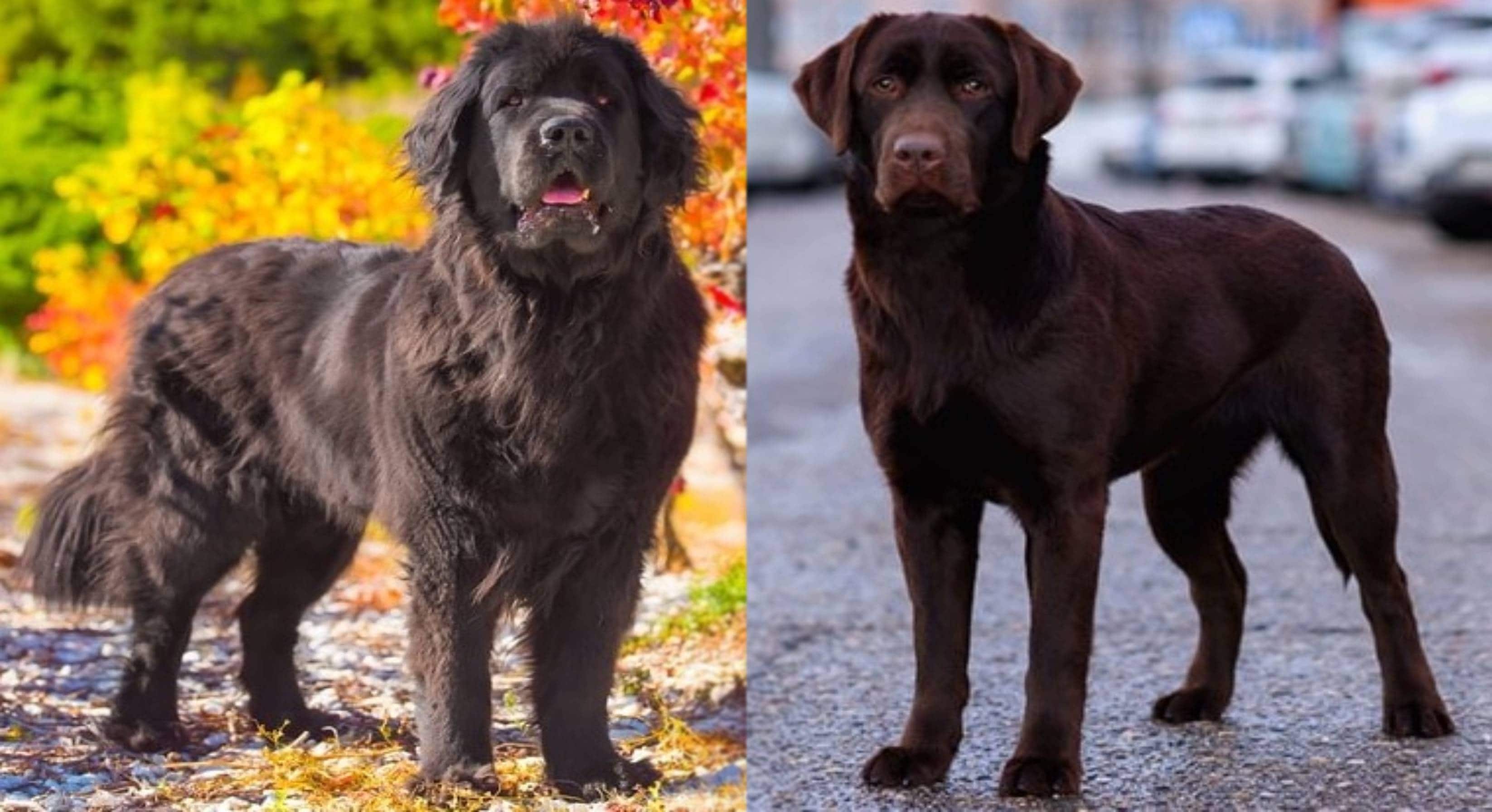 Lab Newfie Mix: Info, Pictures, Care Guide & More