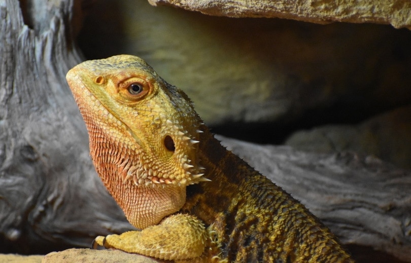 Leather Back Bearded Dragons: Info, Pictures, Habitat & Care Guide