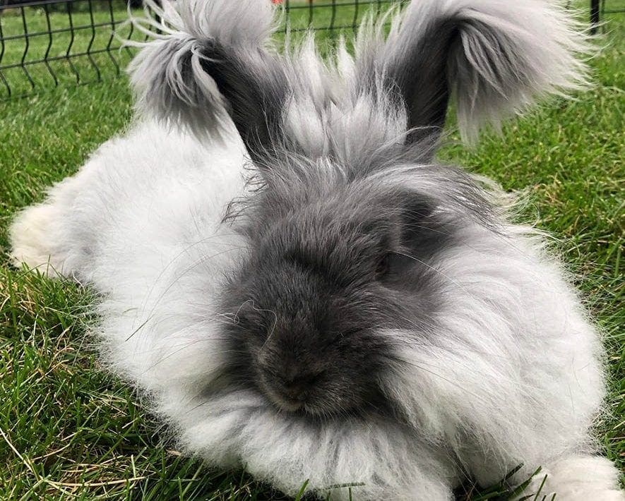 14 Long Haired Rabbit Breeds (With Info & Pictures)