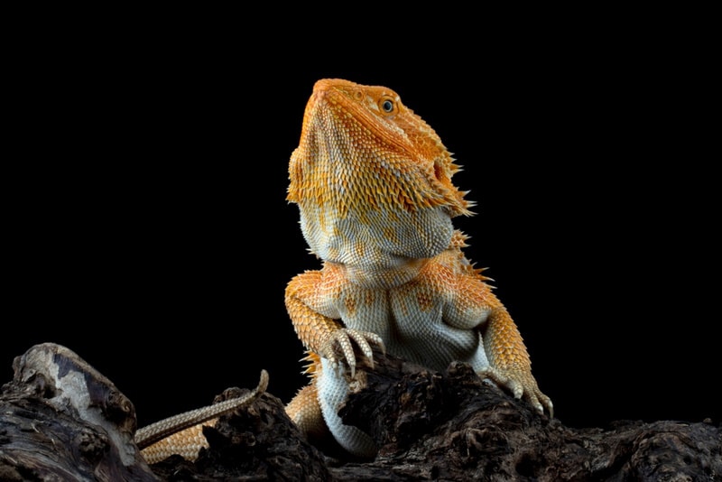 Why Do Bearded Dragons Bob Their Head? 5 Vet-Reviewed Reasons For This Behavior