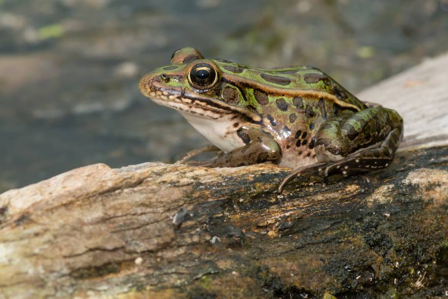 Do Frogs Have Hair? Amphibian Anatomy & Vet Approved Facts