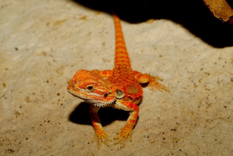 5 Best Sands for Bearded Dragons - 2026 Reviews & Top Picks