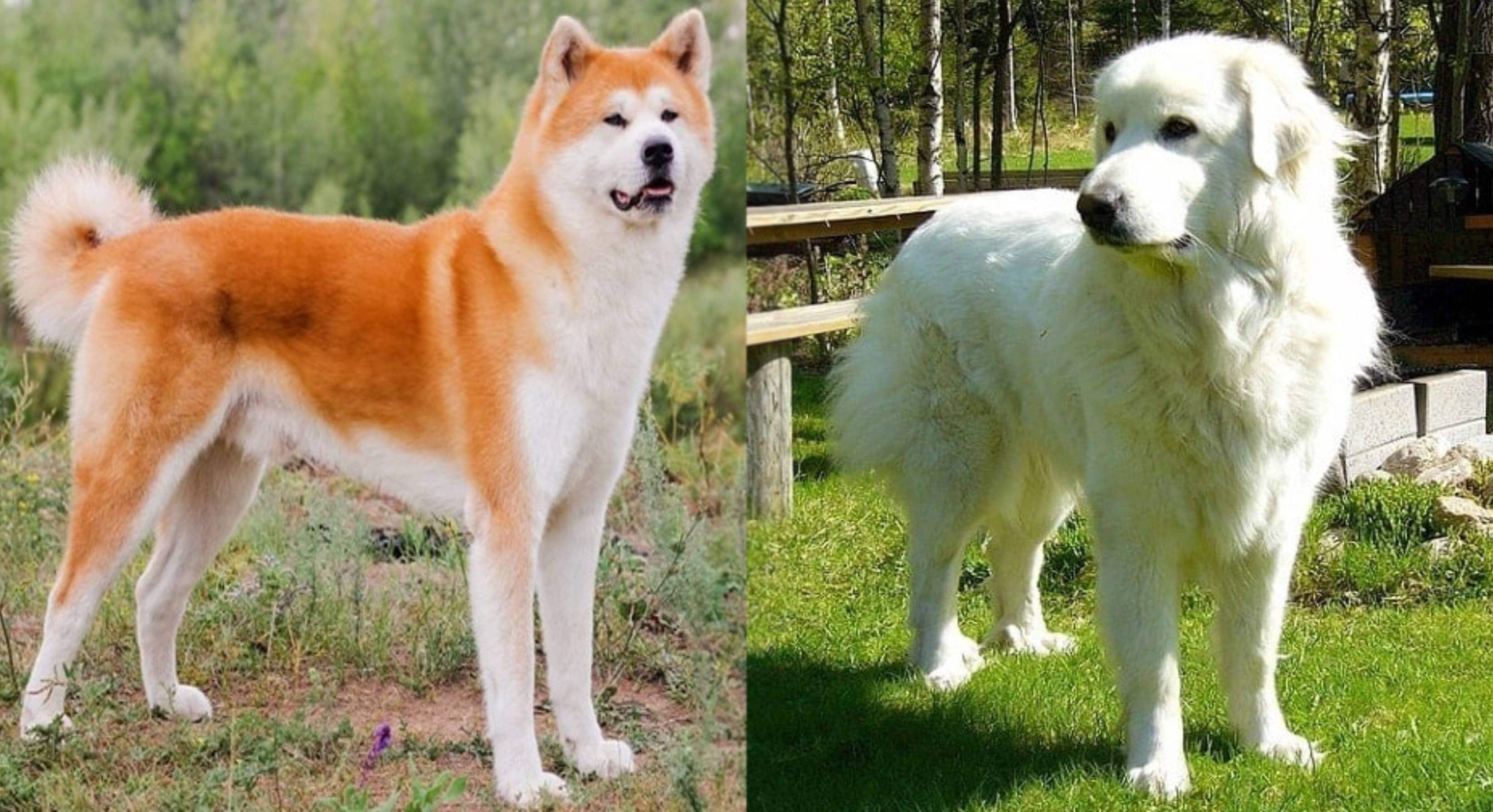 Pakita (Akita Great Pyrenees Mix): Info, Pictures, Care, Temperament & Traits