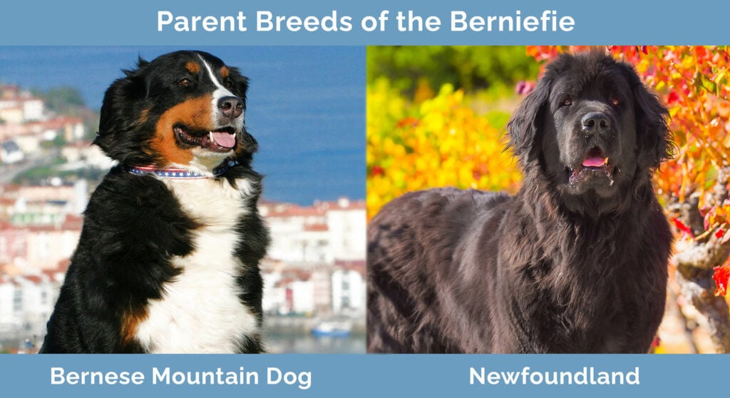 Parent Breeds of the Bernefie