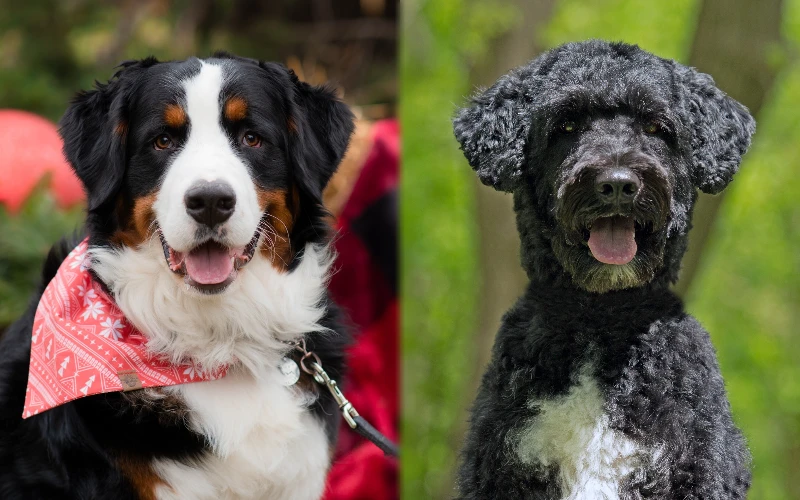Bernese Water Dog (Bernese Mountain Dog & Portuguese Water Dog Mix) – Pictures, Info, Care Guide, and More