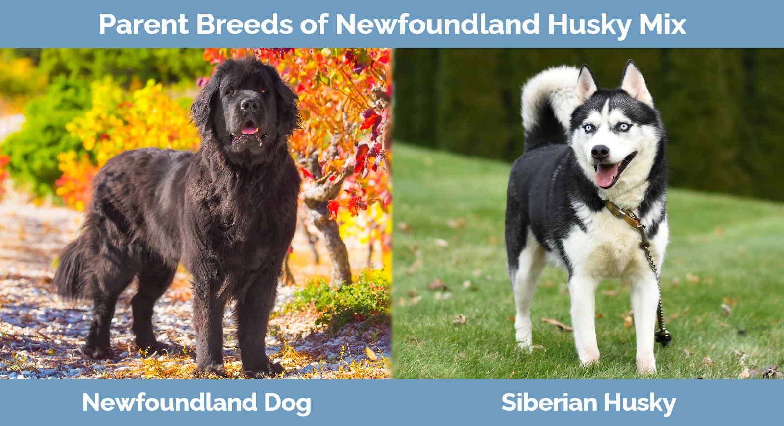 Parent breeds of Newfoundland Husky Mix