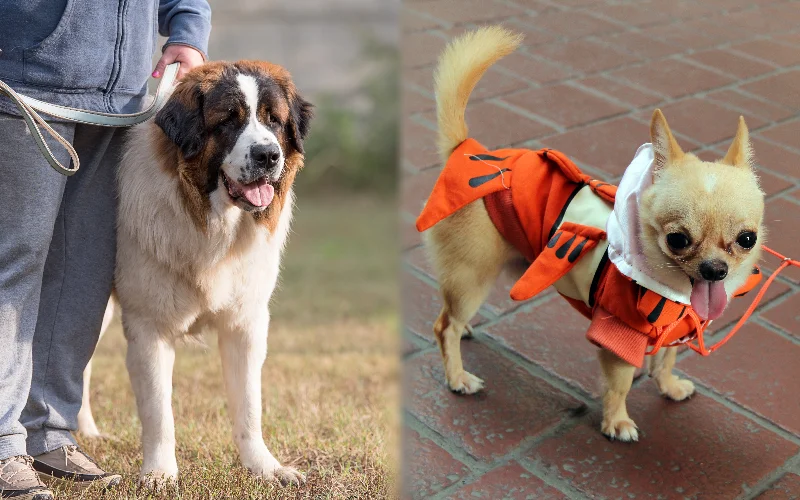 Parent breeds of St. Bernard Chihuahua Mix getting exercise