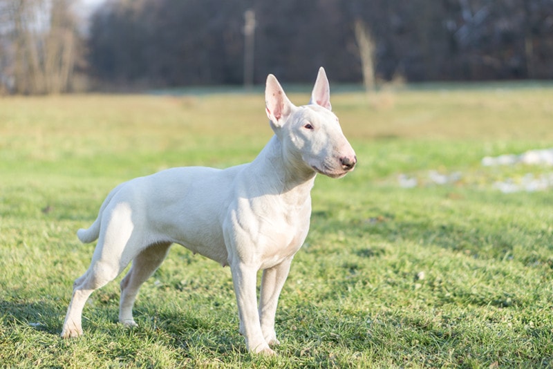 Portrait photo of white bull terrier outdoors on a sunny day