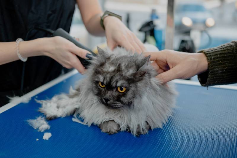 24 Surprising Vet-Reviewed Facts About Cat Fur