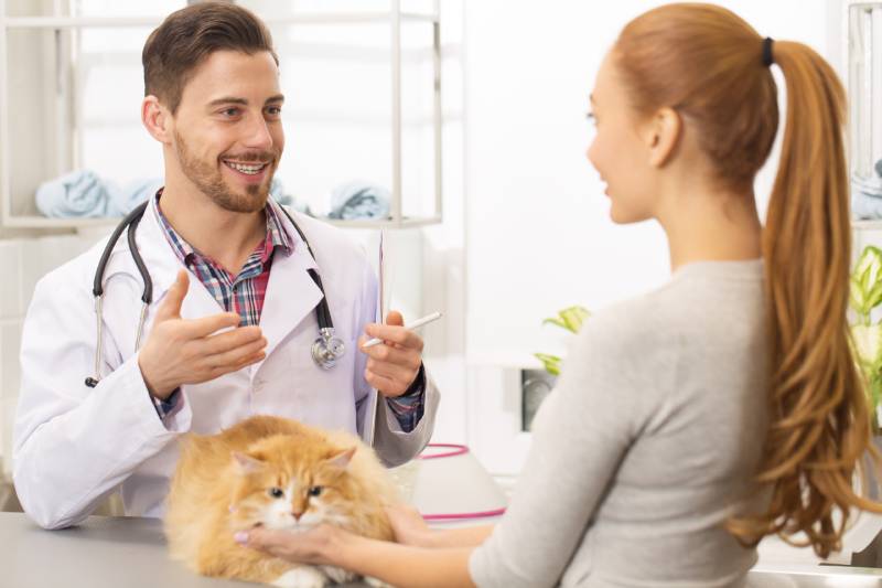 Can Cats Get Hemorrhoids? Vet-Reviewed Facts & FAQ