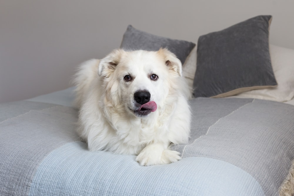 What Language Do Dogs Think In? Word Recognition Explained