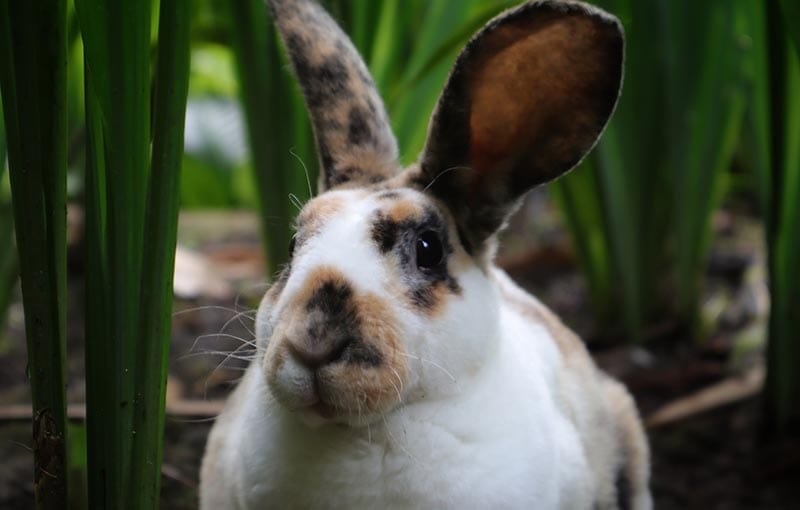 Rhinelander Rabbit: Info, Care, Pictures & More