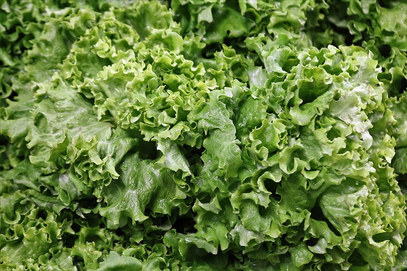 Romaine Lettuce