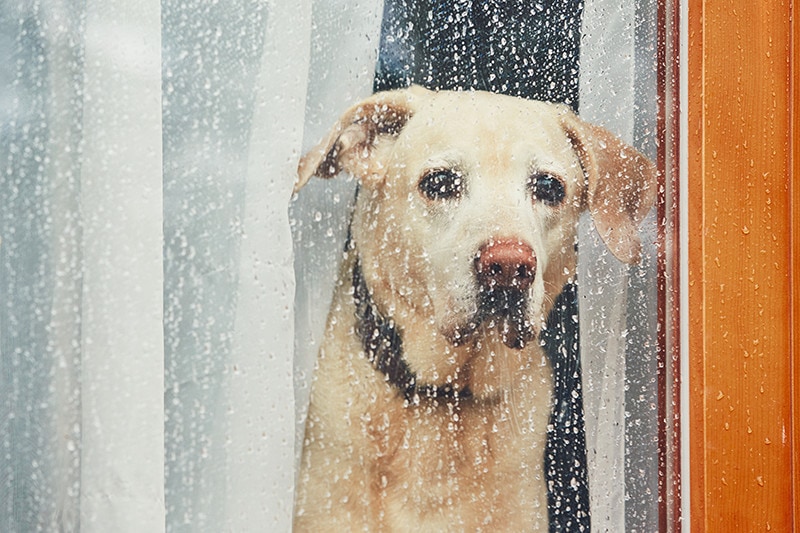 How Long Do Dogs Grieve the Loss of Their Owner? What Science Says & Support Tips