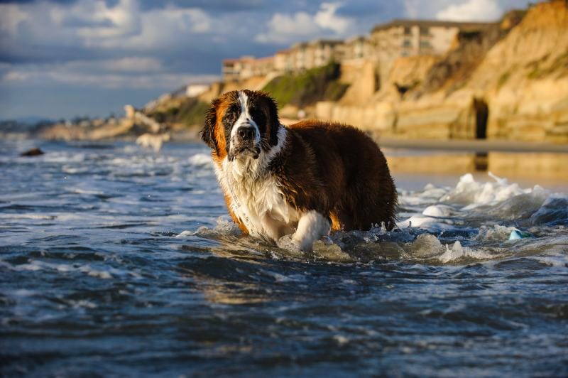 Do Saint Bernards Like Water & Can They Swim? Vet-Reviewed Safety Tips