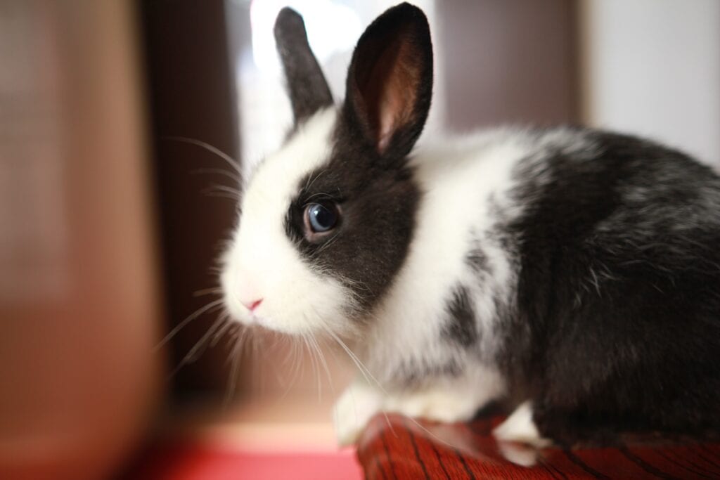 Sallander Rabbit: Facts, Care, Diet, Pictures & More