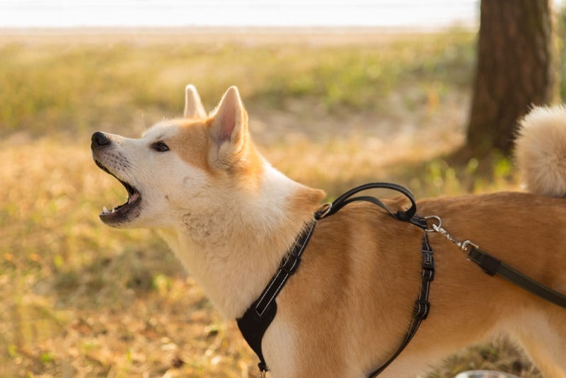 Do Shiba Inus Bark a Lot? Facts & FAQ