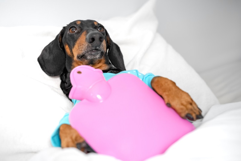 Heating Pad for Dogs with Arthritis - Vet Reviewed Benefits