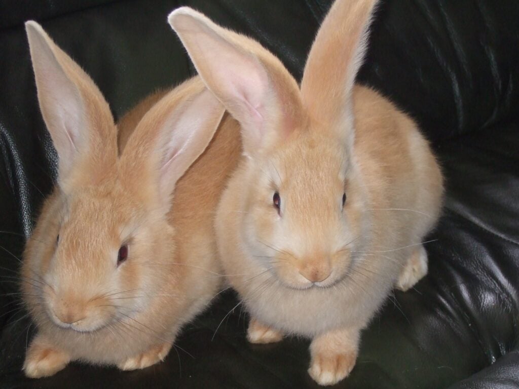 Sussex Rabbit: Facts, Care, Diet, Pictures & More
