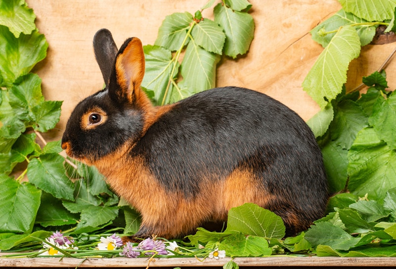 Tan Rabbit: Care, Temperament, Habitat & Traits (With Pictures)