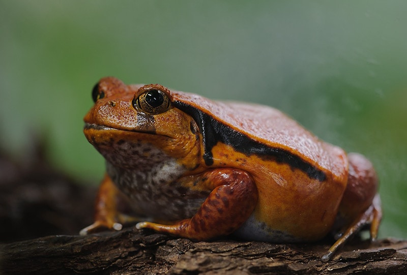 Tomato Frog: Lifespan, Diet, Pictures, and More