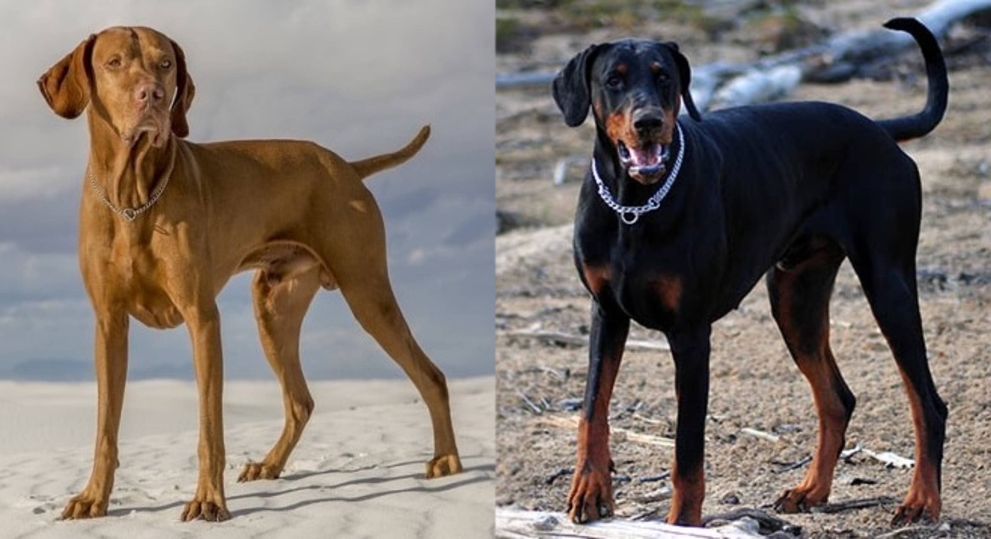 Vizsla Doberman Mix Dog: Info, Pictures, Care Guide, Temperament & Traits