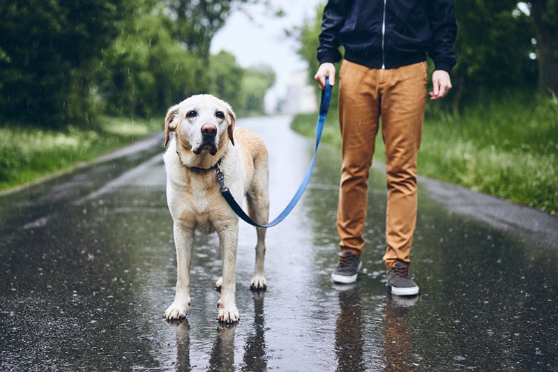 20 DIY Dog Leashes You Can Make Today (With Pictures)