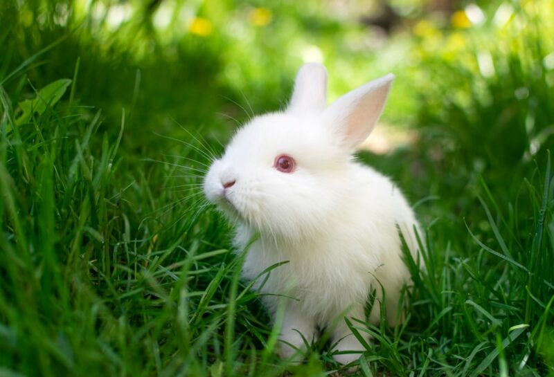 10 Pet Rabbit Sounds & Their Meaning (With Videos)