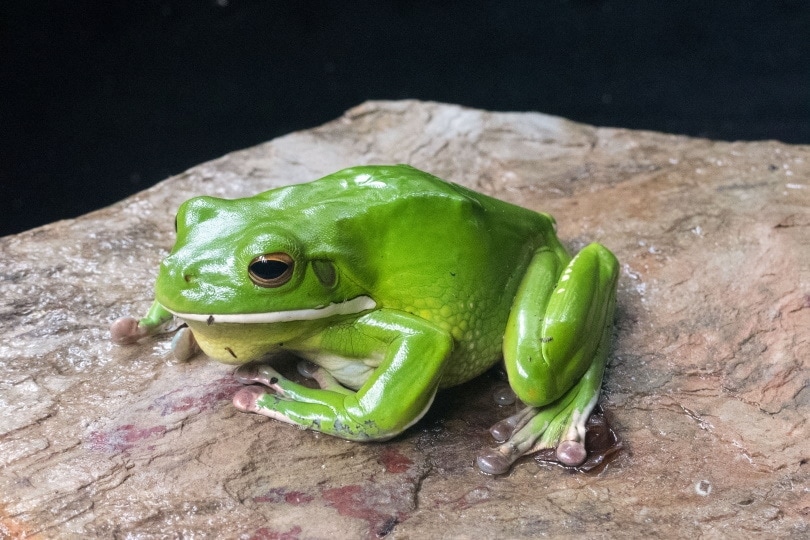 White Lipped Tree Frog: Pictures, Lifespan, Diet, and More