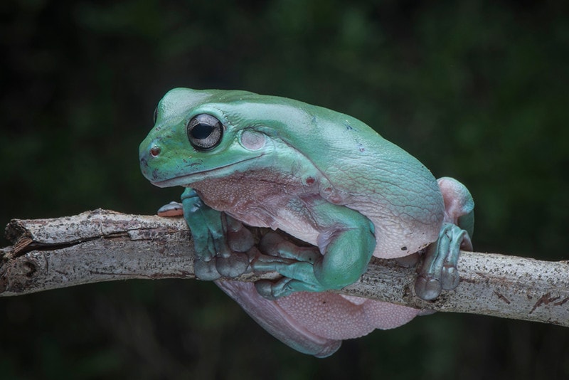 White’s Tree Frog: Lifespan, Diet, Pictures and More